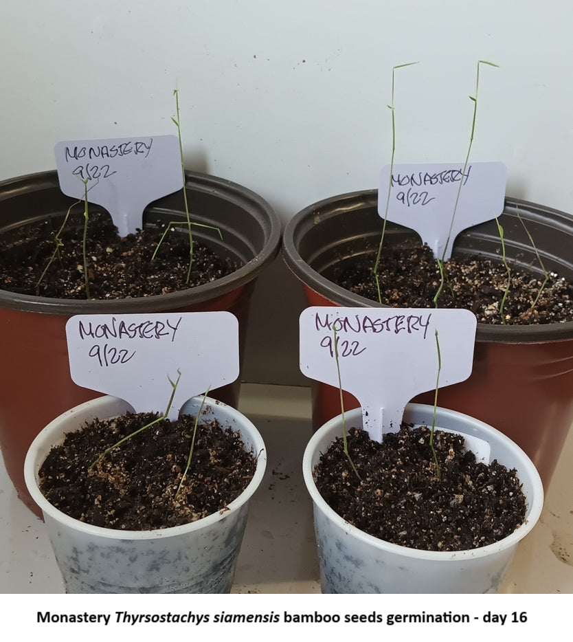 Monastery Bamboo Seeds - Thai Bamboo