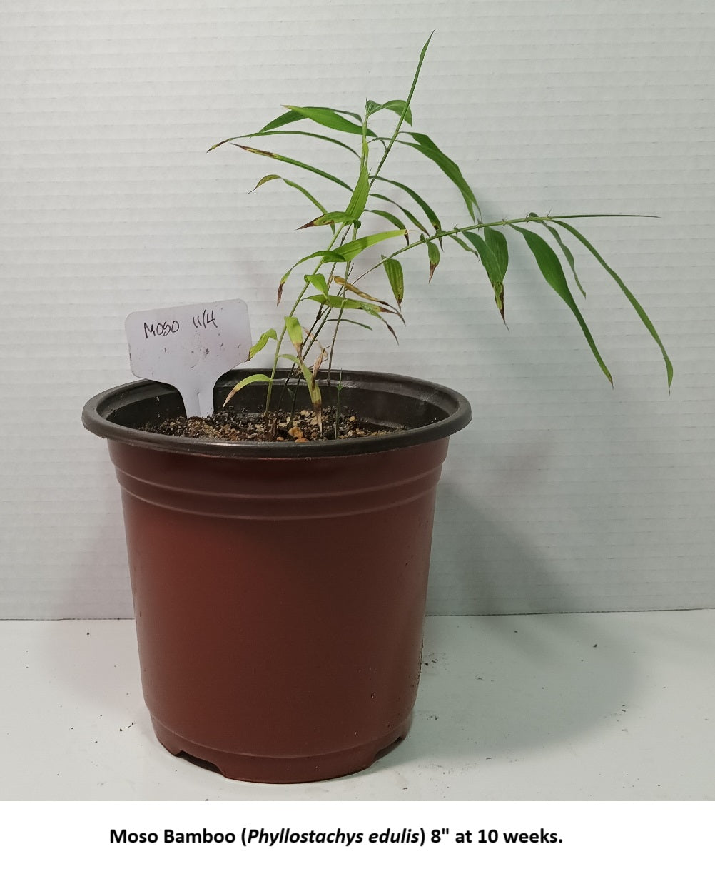 Growing Moso bamboo plants from seeds