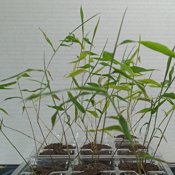 Moso bamboo plants at 8 weeks