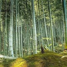 Running Bamboo Seeds - Giant Moso Bamboo Seeds - The Bamboo Seed