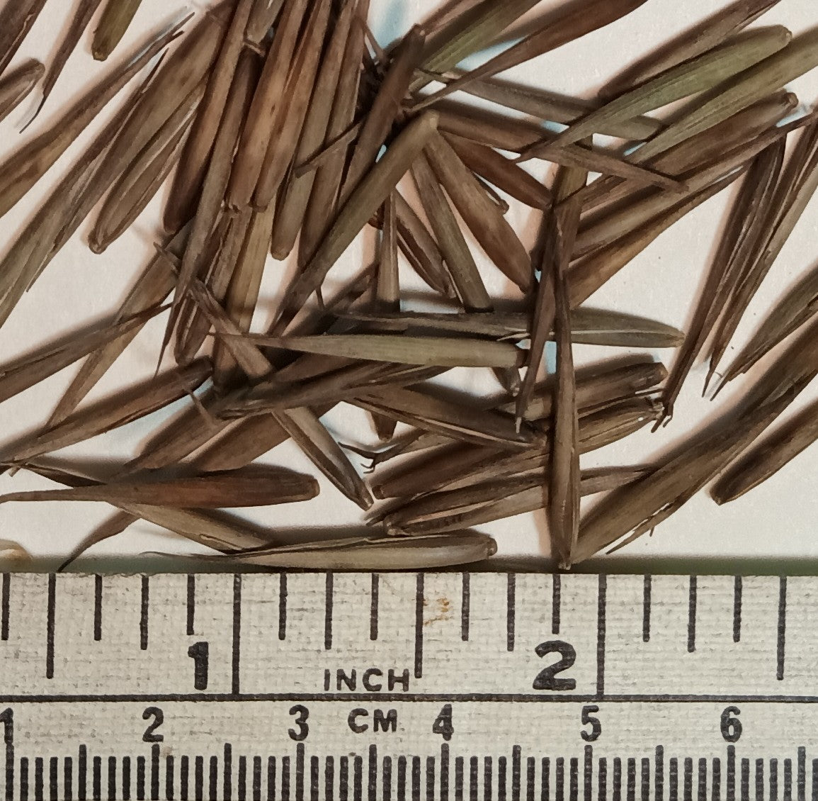 Giant Bamboo Seeds - Moso Bamboo Seeds - Phyllostachys edulis bamboo seeds