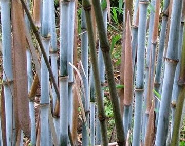 How to grow bamboo from seed