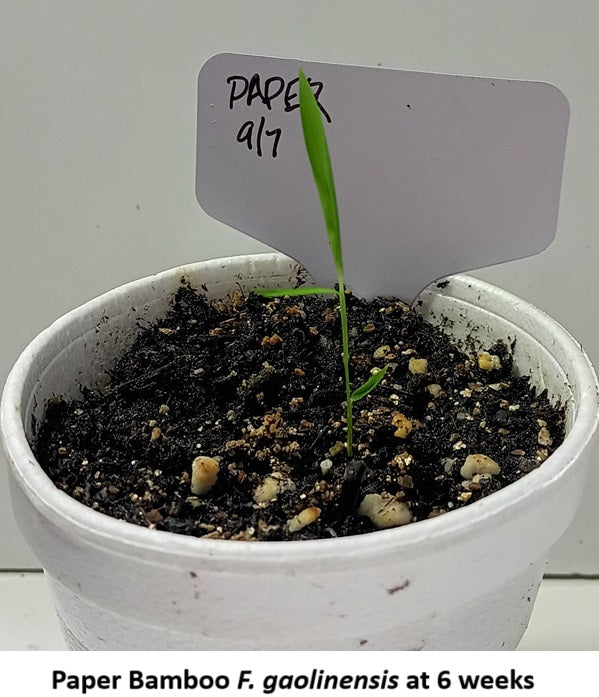 Germinate bamboo seeds to grow bamboo from seed