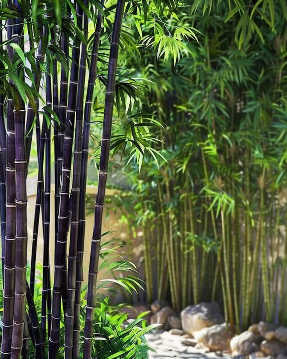 Plant black bamboo seeds for beautiful Phyllostachys nigra bamboo