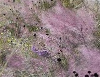 Pink Muhly Seeds - The Bamboo Seed