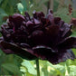 Papaver paeony poppy seeds, a dramatic black poppy grown from seed
