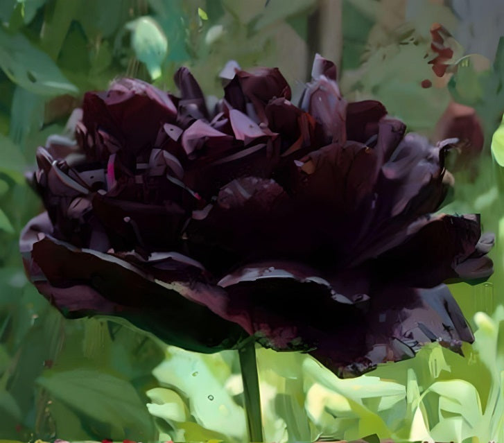 Papaver paeony poppy seeds, a dramatic black poppy grown from seed
