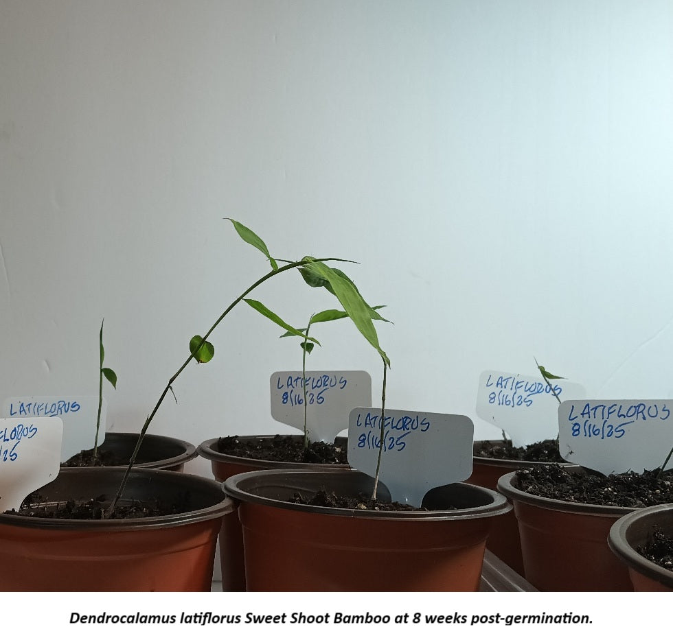 Sweet Shoot Dendrocalamus latiflorus seedling bamboo for sale