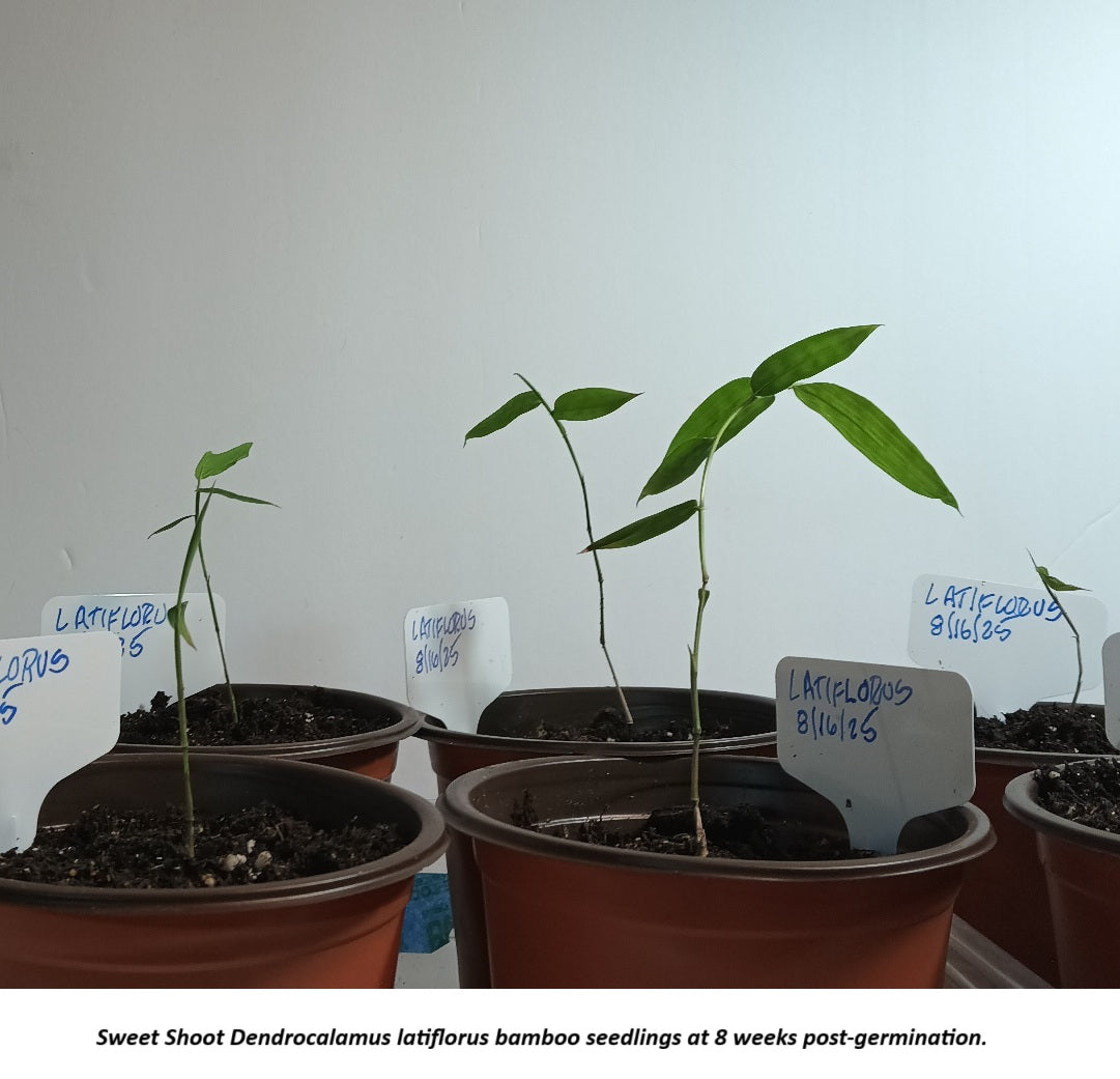 Sweet Shoot bamboo seedlings for sale