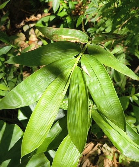 Dendrocalamus latiflorus sweet shoot bamboo leaf
