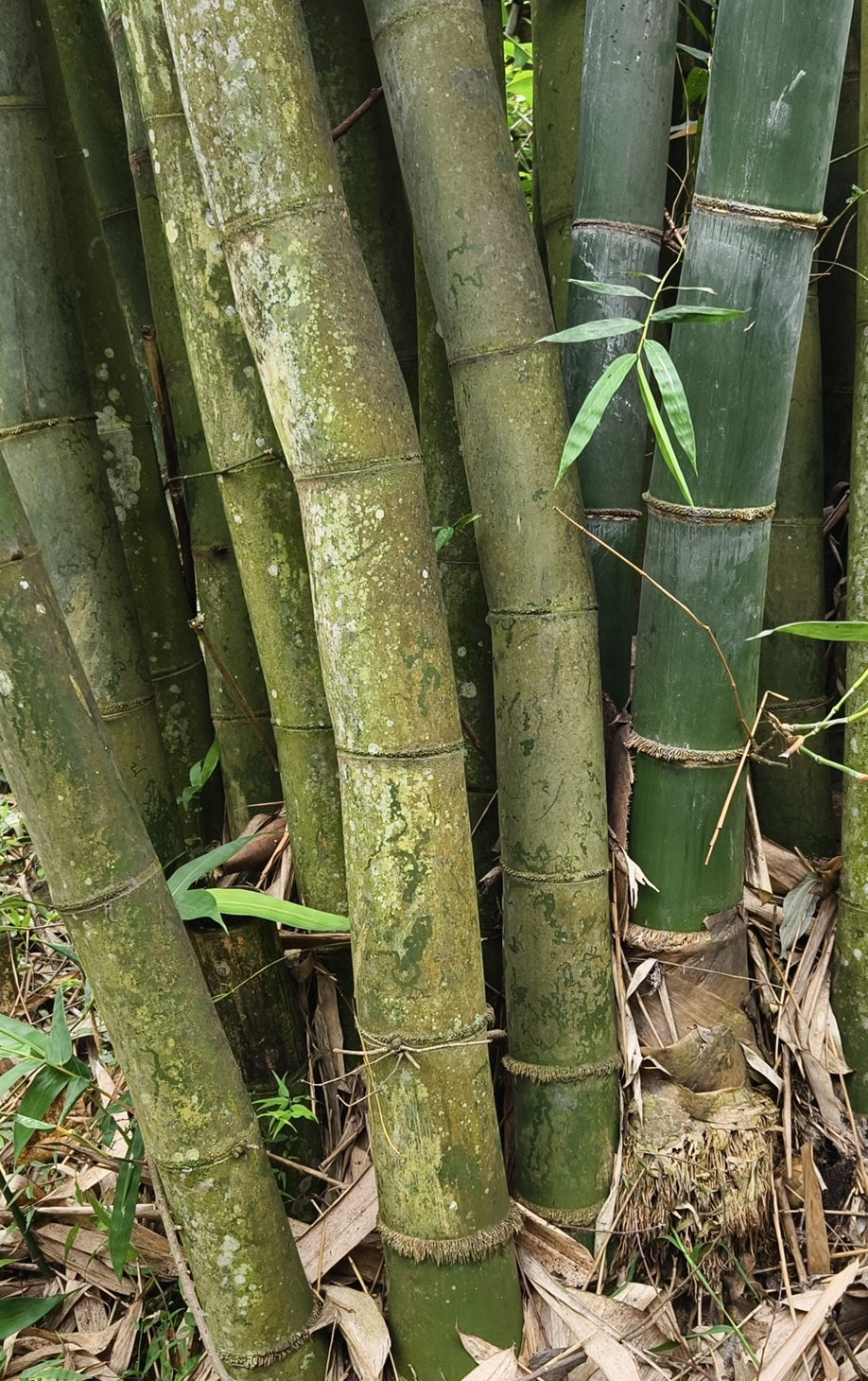 Sweet Shoot Bamboo seeds for sale