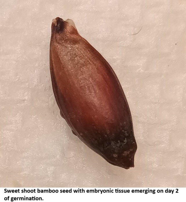 Sweet Shoot Bamboo seed demonstrating vigorous germination on day 2.