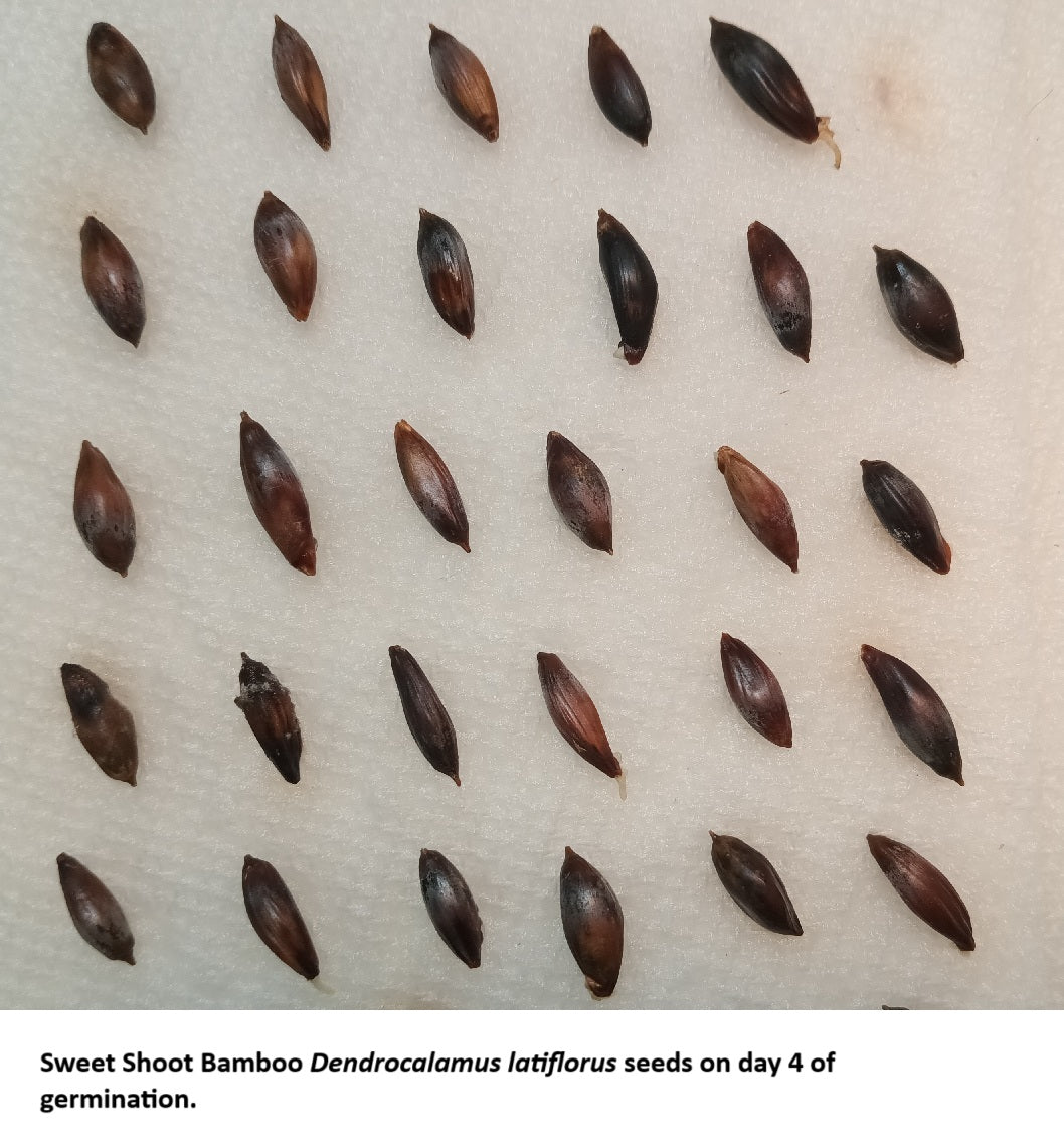Germinating Dendrocalamus latiflorus Taiwan Giant bamboo seeds