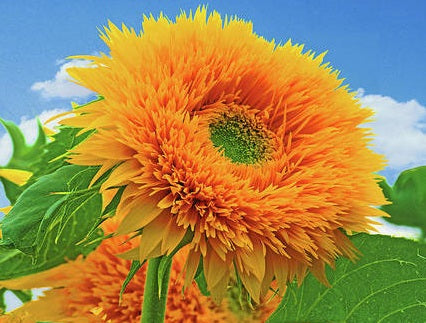 Helianthus annuus Seeds - Teddy Bear Sunflower - The Bamboo Seed
