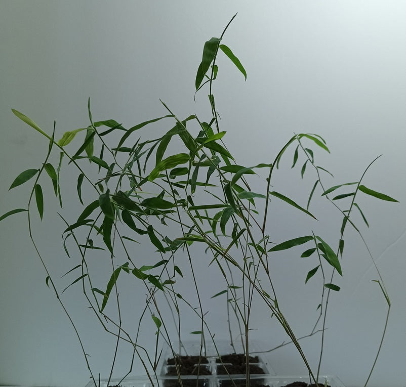Temple bamboo seedlings for sale