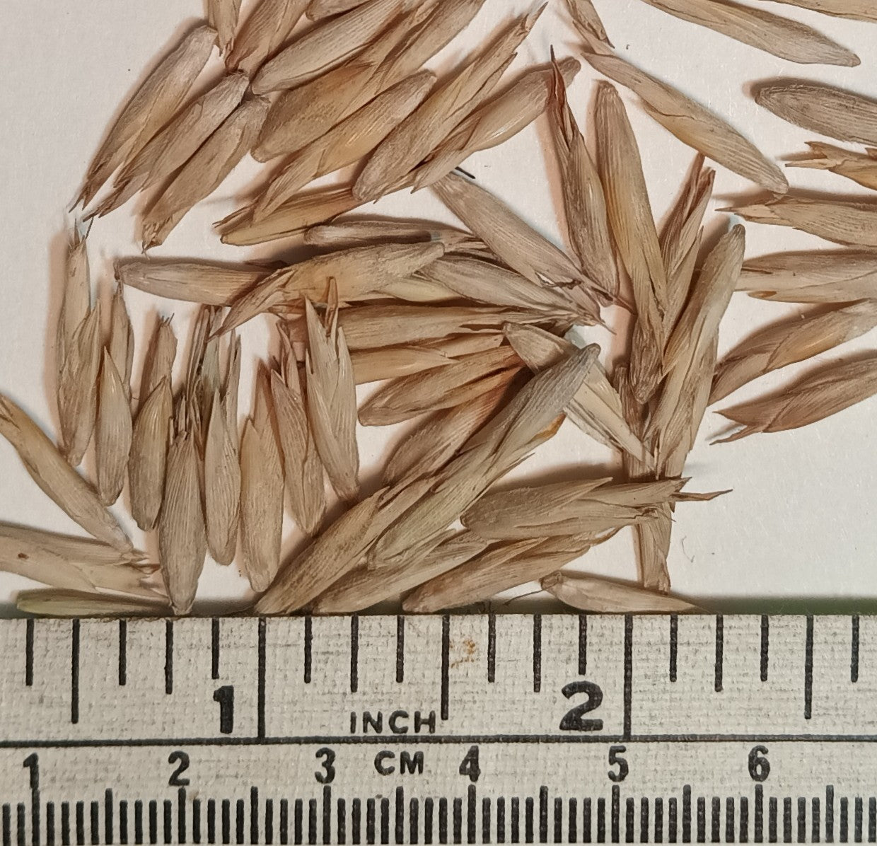Monastery Bamboo Seeds - Thai Bamboo
