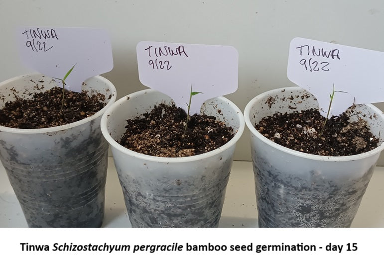 Bamboo seedlings for sale - Tinwa bamboo seeds