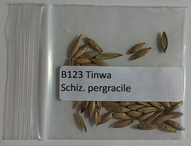 Where to get bamboo seeds to grow bamboo from seed