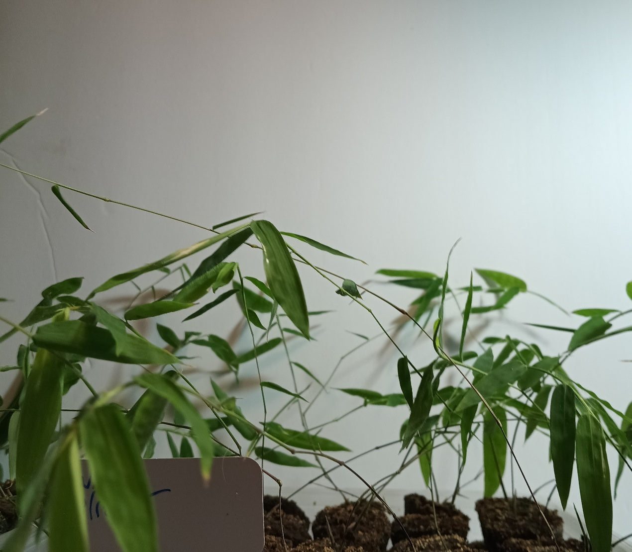 Waya seedling bamboo for sale