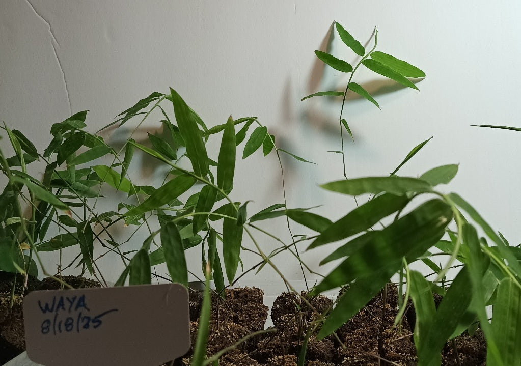 Dendrocalamus membranaceus bamboo seedlings for sale