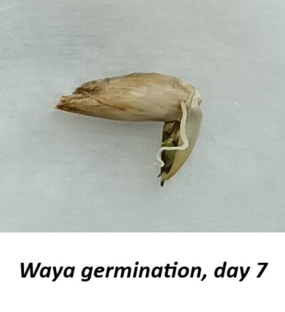 Grow bamboo from seed - Dendrocalamus membrabaceus bamboo seeds