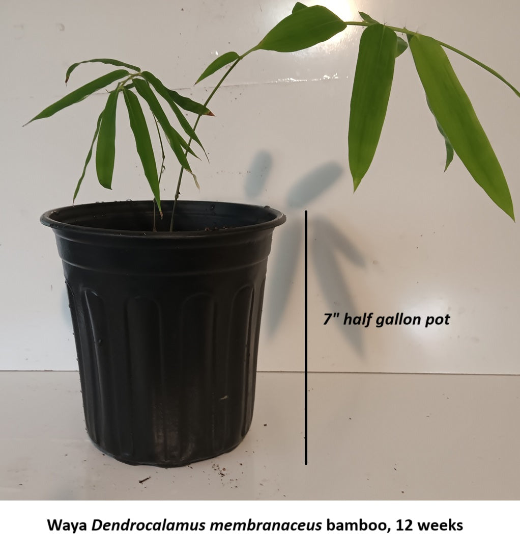 Bamboo plant seeds for sale - Waya Dendrocalamus bamboo seeds