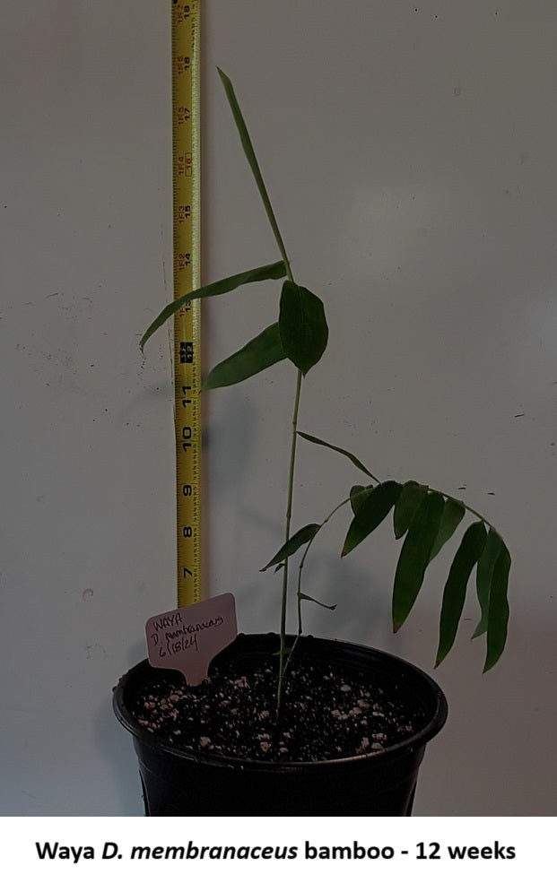 Germinate bamboo seeds to grow bamboo from seed