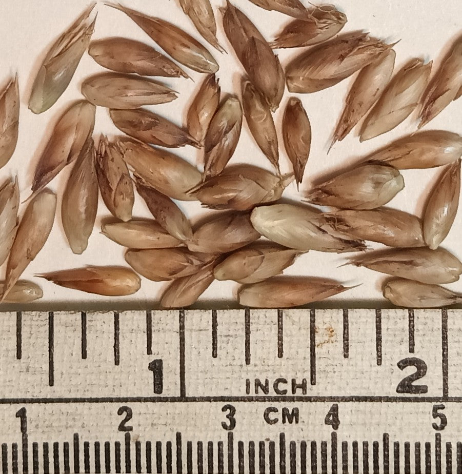 Giant Bamboo Seeds - Waya Bamboo Seeds - Dendrocalamus membranaceus Bamboo Seeds