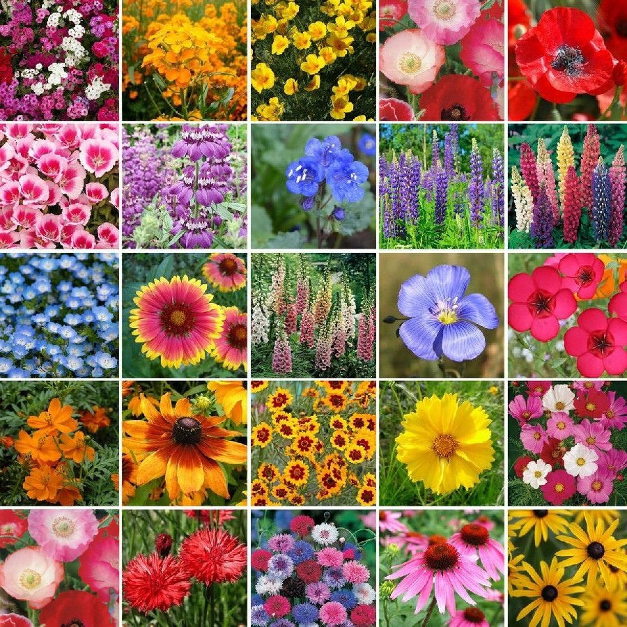 Wildflower Seeds - Northern Zones - The Bamboo Seed