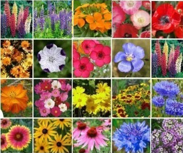 Wildflower Seeds - Southern Zones - The Bamboo Seed