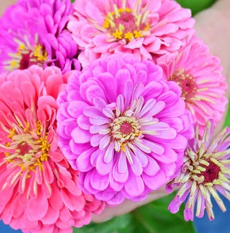 Zinnia Seeds - Mix - The Bamboo Seed