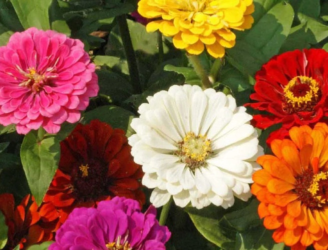 Zinnia Seeds - California Giant - The Bamboo Seed