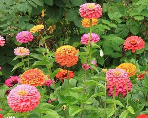 Zinnia Seeds - California Giant - The Bamboo Seed