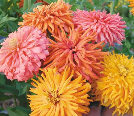 Zinnia Seeds - Giant - The Bamboo Seed