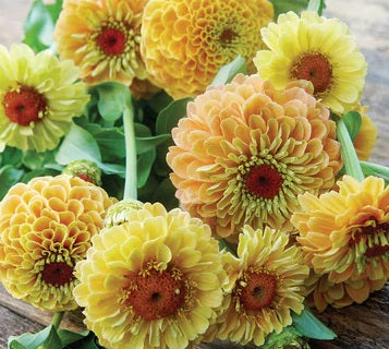Zinnia Seeds - Lemon Peach - The Bamboo Seed