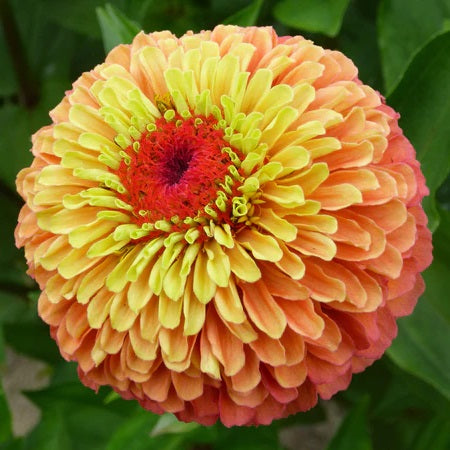 Zinnia Seeds - Lime Orange - The Bamboo Seed