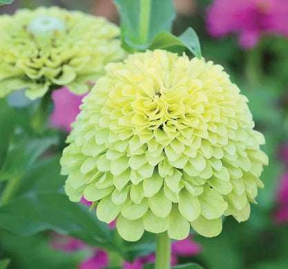 Zinnia Seeds - Lime - The Bamboo Seed