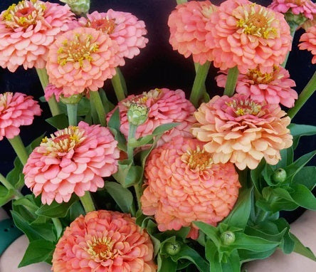 Zinnia Seeds - Salmon - The Bamboo Seed