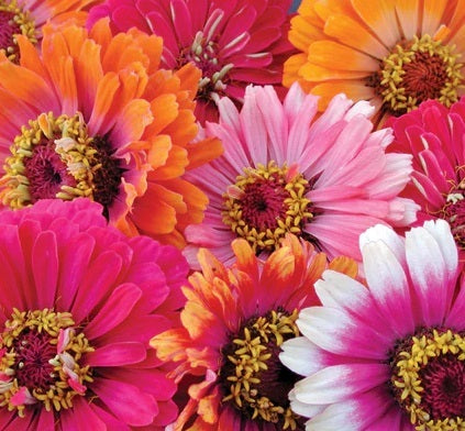 Zinnia Seeds - Double - The Bamboo Seed