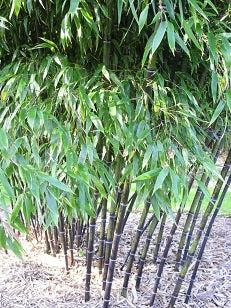 Black Bamboo Seeds - Phyllostachys Nigra Bamboo Seeds - The Bamboo Seed