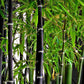 Phyllostachys nigra black bamboo seeds for sale
