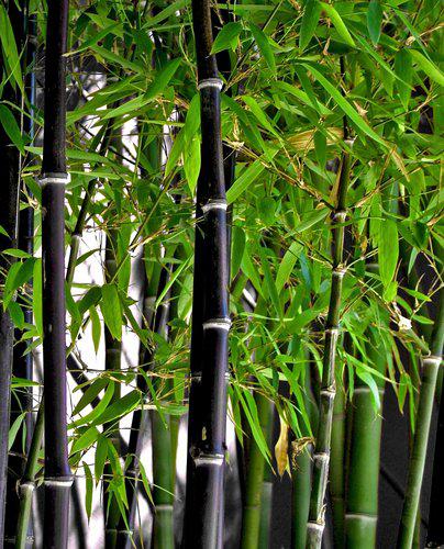 Black Bamboo Seeds - Phyllostachys Nigra Bamboo Seeds - The Bamboo Seed