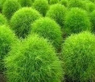 Ornamental Grass Seeds - Burning Bush Seeds - The Bamboo Seed