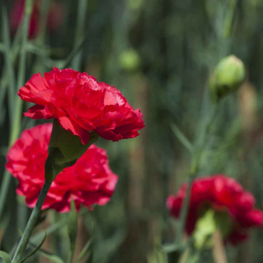 Carnation Seeds - Dianthus caryophyllus 'Grenadin Scarlet' - The Bamboo Seed
