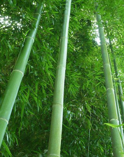Giant Timber Bamboo Seeds - Madake Bamboo Seeds - Phyllostachys bambusoides bamboo seeds - The Bamboo Seed