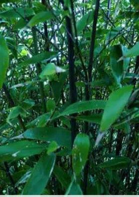 Black bamboo seeds