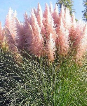 Ornamental Grass Seeds - Pink Pampas Grass - The Bamboo Seed