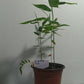 Growing Asper bamboo from seed