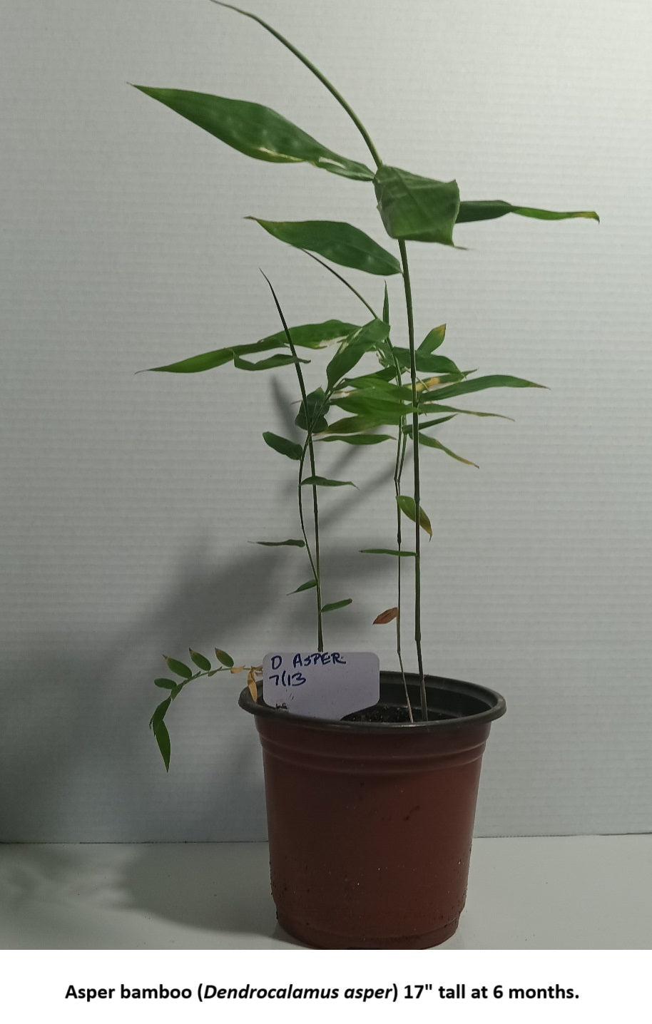 Growing Asper bamboo from seed