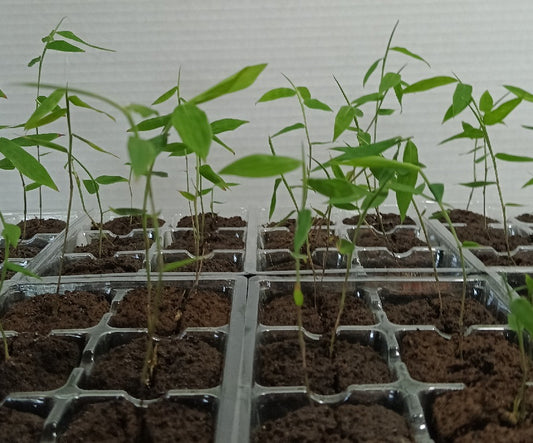 Asper Bamboo Seedlings (4-pak)